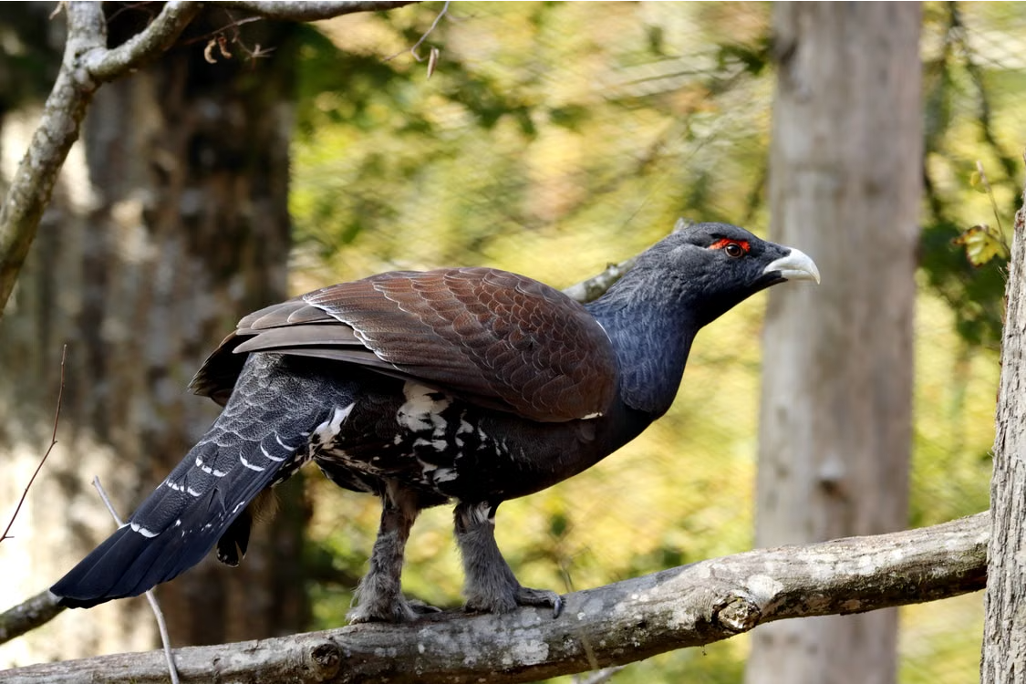 Game bird hunting